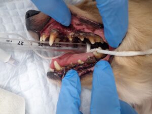 抜歯をしてもらっている犬01